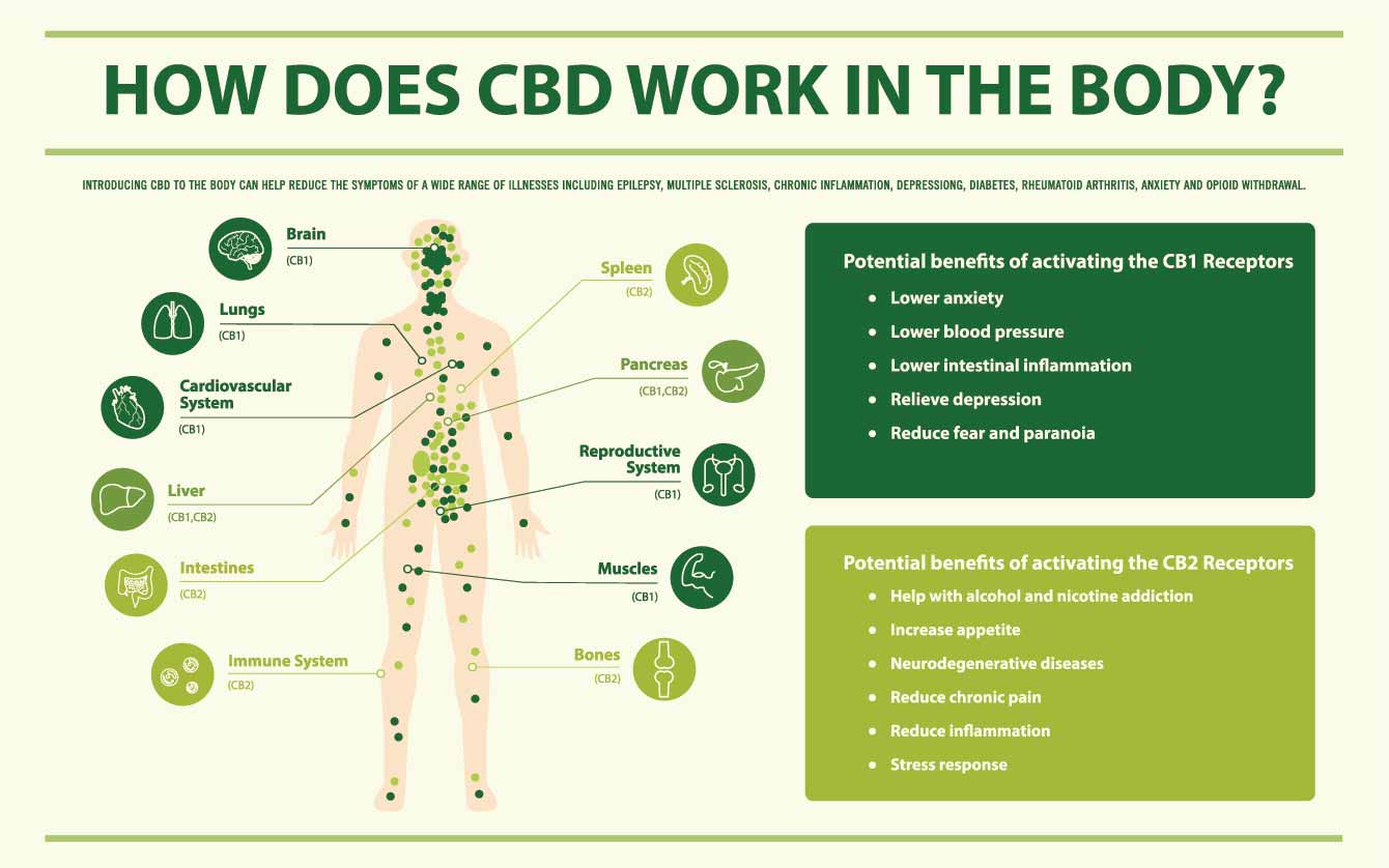 An infographic of how CBD oil works in the human body