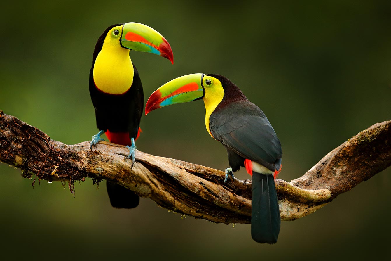 Toucan sitting on the branch in the forest, green vegetation, Costa Rica