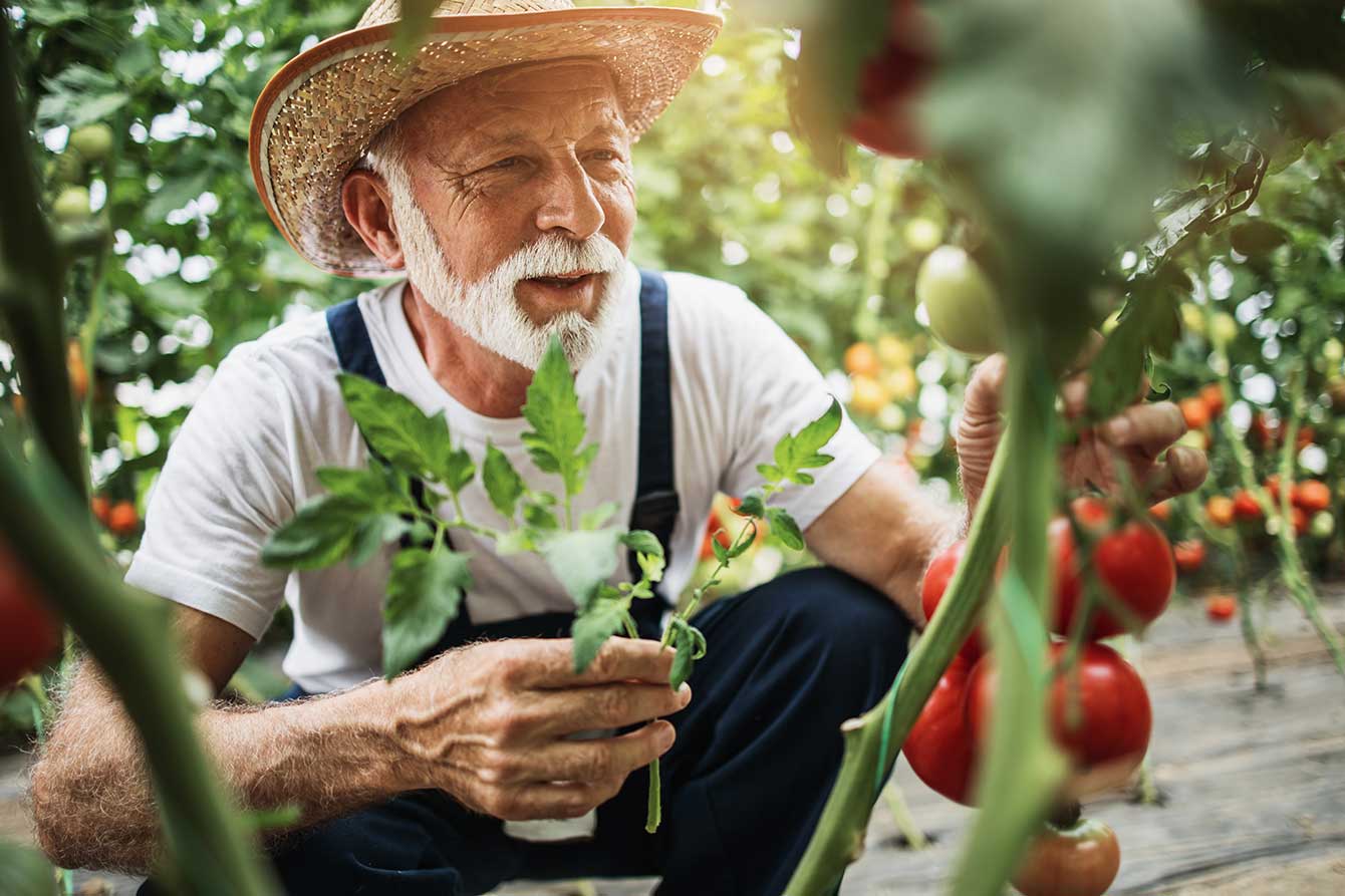 Male senior in straw hat gardening tomato plants